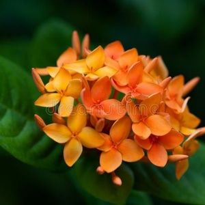 Meet your Posher, Shari